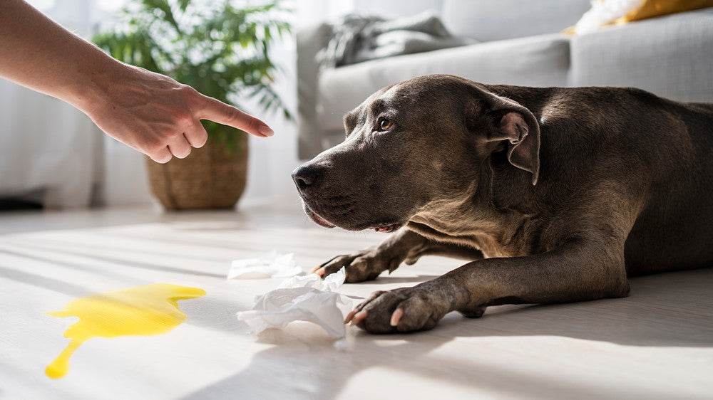 How to remove pet waste stains, odors, and bacteria from carpets and rugs, safely and effectively.