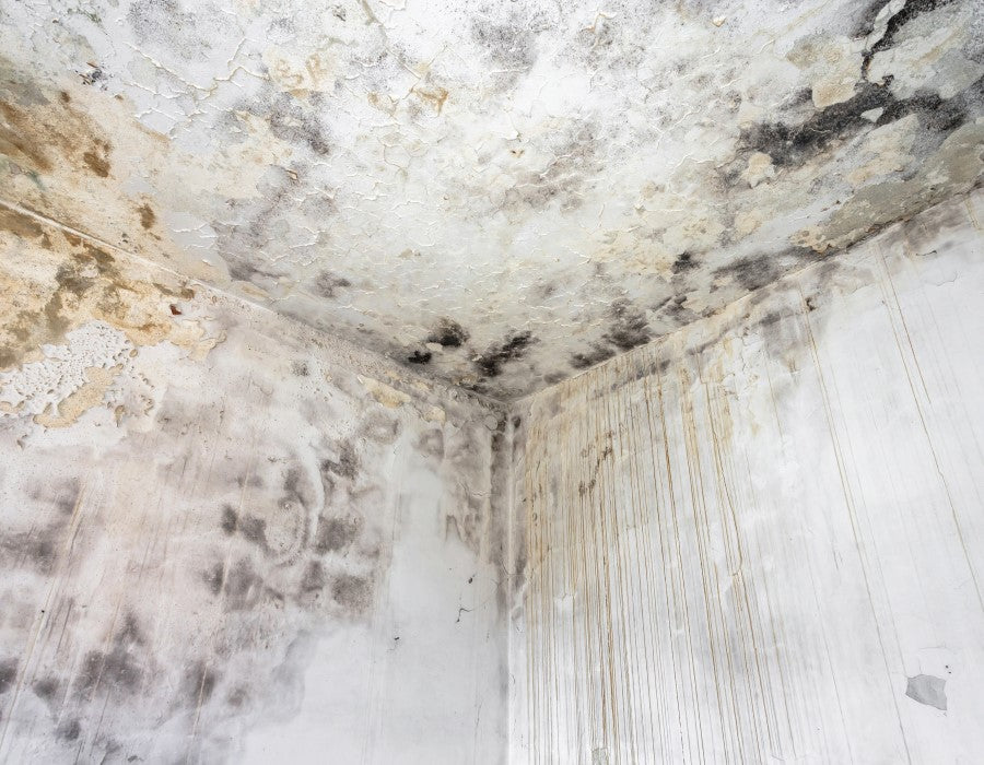 A mold-covered wall that could effectively be cleaned using PermaSafe Clean, a mold and mildew killer remover and growth inhibitor.