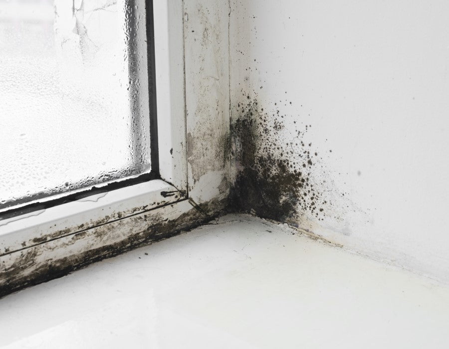 A corner of a room covered in mold that could have been prevented by using permasafe shield, our mold, mildew, fungi, algae, and bacteria inhibitor that lasts up to 90 days.